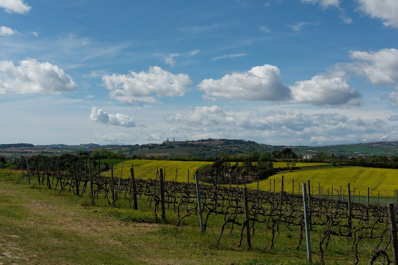 Colline marchigiane con vigneti e campi in fiore, sullo sfondo Loreto con la cupola del santuario