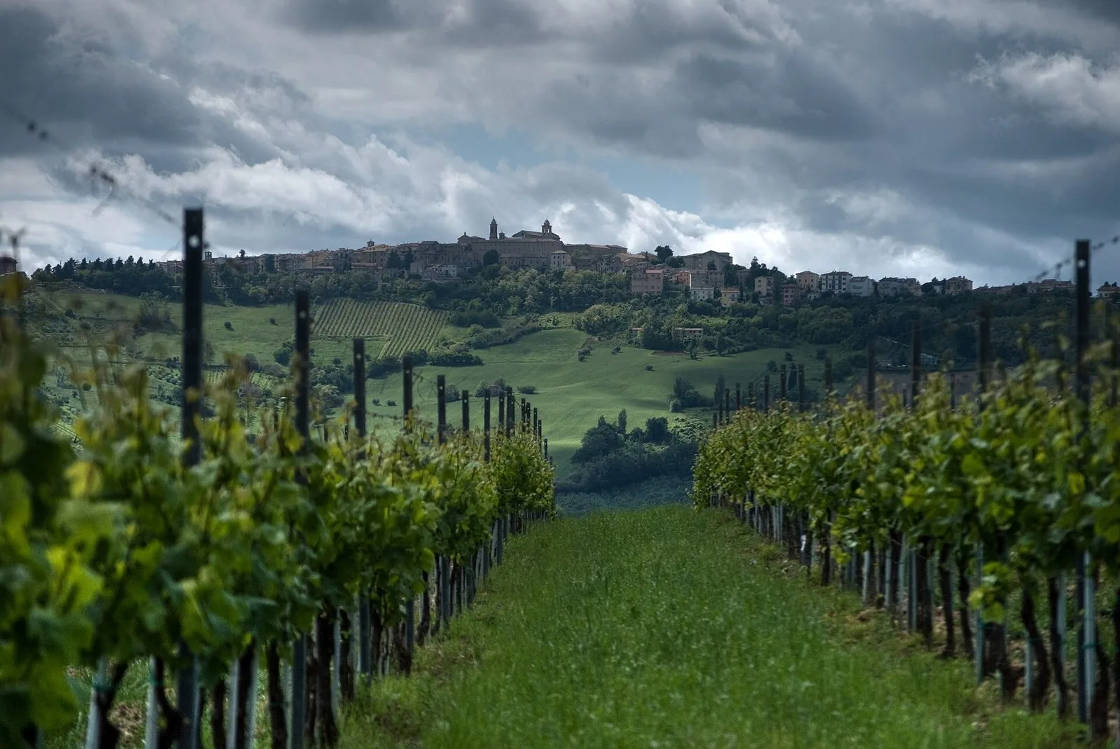 Filari di Verdicchio a Cupramontana con il borgo sulla collina sullo sfondo