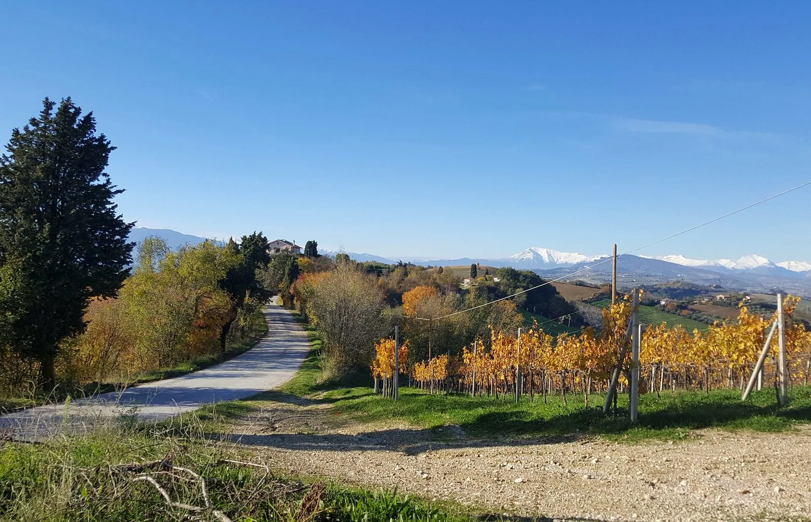 Strada bianca tra vigneti dorati e casolari sulle colline marchigiane, con i Monti Sibillini innevati sullo sfondo